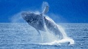 Blue whale returns to Alaska