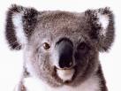 koala.jpg