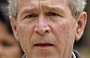 bush