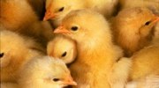 Male chicks