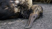 Albatross Chick