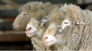 Baaah.