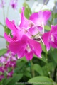 flowers.jpg
